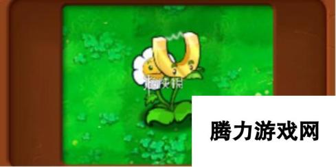 植物大战僵尸杂交版金盏吸金磁属性介绍